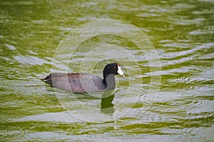 The American coot, also known as a mud hen or pouldeau, swimming in the lake photo