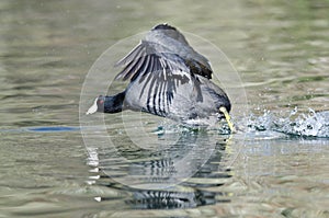 American Coot on the Attack
