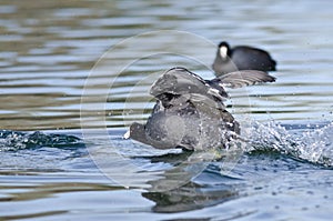 American Coot on the Attack