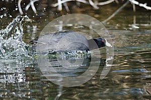 American Coot on the Attack