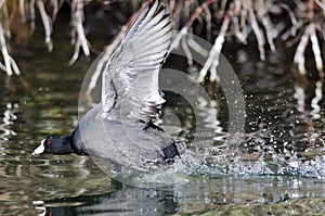 American Coot on the Attack