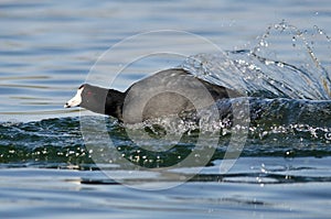 American Coot on the Attack