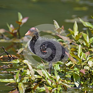 American Coot Baby