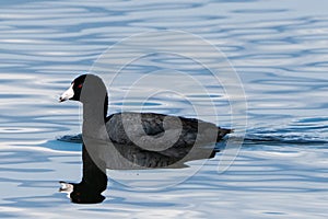American Coot at Barr Lake State Park photo
