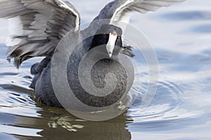 American coot