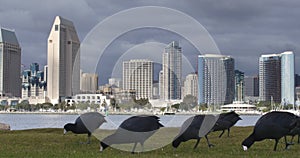 American coot birds pecking grass on the lawn