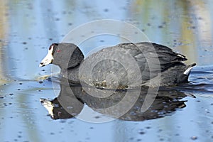 American coot in calm water