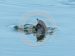 American Coot Dabbling