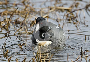 American Coot Duck eating fish, Georgia, USA