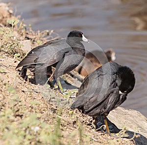 American Coot Duck, Fulica americana