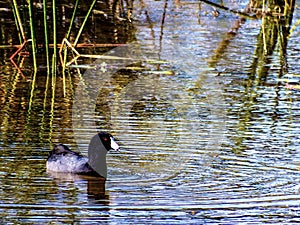American Coot, enjoying a Florida wetlands canal