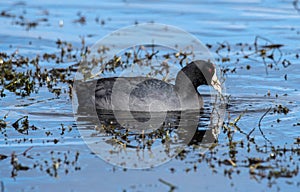 American coot feeding on a lake