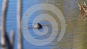 An American Coot Feeds