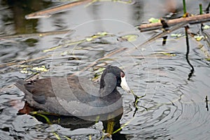 An American Coot in a Florida swamp