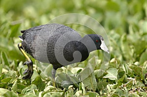 American coot, fulica americana photo