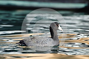 American coot, fulica americana