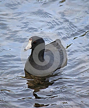 American coot Fulica americana in a lake photo