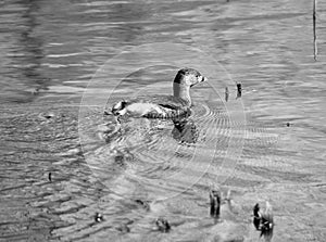 American coot Fulica americana photo