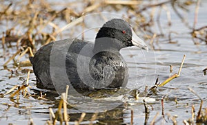 American Coot water bird, Walton County, Georgia, USA photo