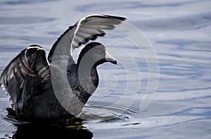 American Coot flapping wings on serene blue pond water, Walton County, Georgia, USA photo