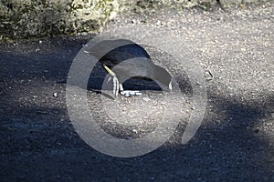 American coot Fulica americana feet, 1.