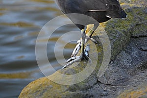 American coot Fulica americana feet, 4.