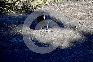 American coot Fulica americana feet 6