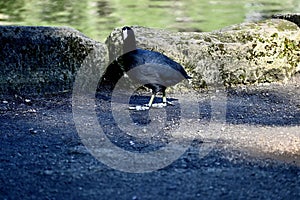 American coot Fulica americana feet 7