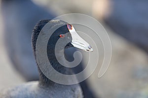 American Coot - Fulica Americana