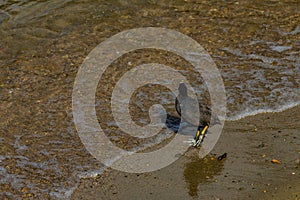 The American coot - Fulica americana, or mud hen or pouldeau standing in the shore of Lake Como in the center of beautiful Italian photo