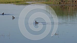 American Coot Fulica americana searching for food on the wetlands of Merced National Wildlife Refuge, Central California