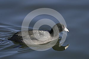 American Coot, Fulica americana swimming