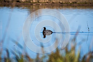 American Coot Fulica americana swimming on a calm pond