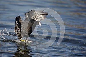 American coot, Fulica americana