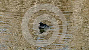 An American Coot at Lake Roberts in New Mexico.