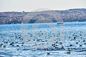 American Coot Migration on Geneva Lake