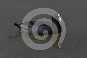 American Coot or Mud Hen photo