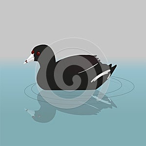 An American coot or mud hen photo