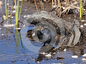 American Coot Portrait