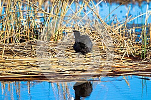 American Coot on a raft of reeds in the marsh at Alamosa National Wildlife Refuge in southern Colorado photo