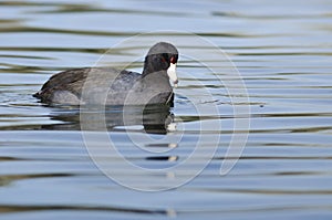 American Coot Resting on the Still Water