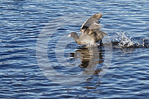 American Coot running