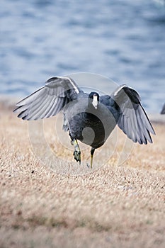American Coot runs