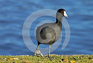 American coot, Santee Lake photo