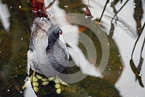 An American Coot showing his funny feet