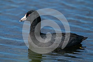 An American Coot swimming