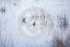 American Coot Swimming