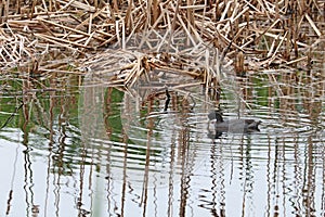 American coot swimming in a pond at Pinckney Island National Wildlife Refuge, South Carolina photo