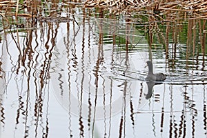 American coot swimming in a pond at Pinckney Island National Wildlife Refuge, South Carolina photo