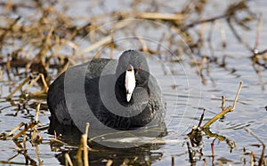 American Coot swimming on pond, Walton County, Georgia, USA